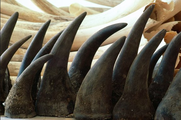 five impacts of poaching on the environment and country